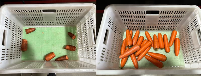 images/1704959417995carrot optical sorting line.jpg